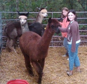 Katie & Friend Pet the Alpacas