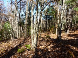 Unrestricted Land for Sale in Schenandoah Hills in Murphy NC Unrestricted Land for Sale in Schenandoah Hills in Murphy NC