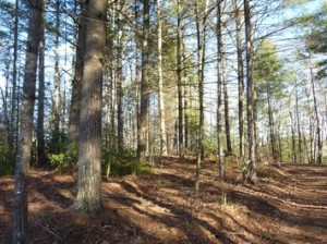 Gorgeous Ridgetop on Timberline Ridge in Murphy NC Land For Sale
