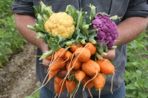 Gardening in Murphy NC