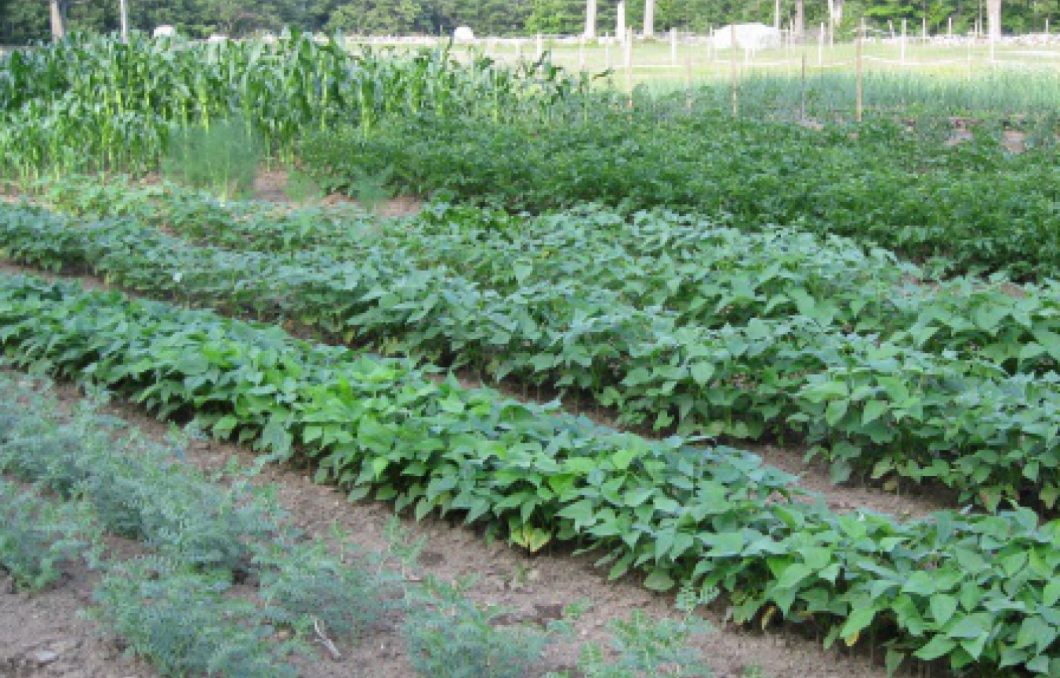 5 Tips for Planning a Fall & Winter Vegetable Garden in Murphy, NC Murphy NC Real Estate